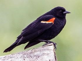 A Red-winged Blackbird perched on a log