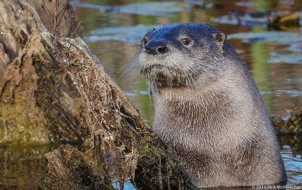 River Otter perched on a log