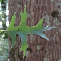 Leaf of a Scarlet Oak tree held in front of its trunk.