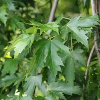 Leaves of a Silver Maple tree.