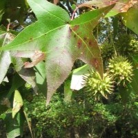 Green leaf of a Sweet Gum tree with red spots on it.