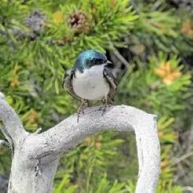 Tiny Tree Swallow perched on a thick branch