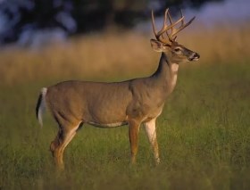 Male White Tail Deer standing in tall grass