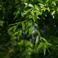 Leaves of a Willow Oak tree