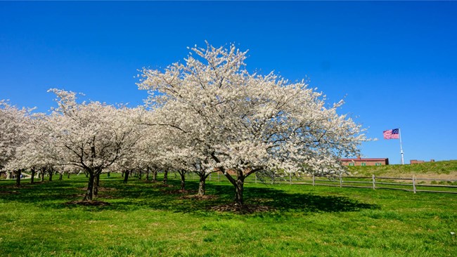 Blooming cherry blossoms on the grounds of Fort McHenry.