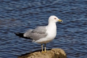 Ring-billed gull perched on a rock in the water
