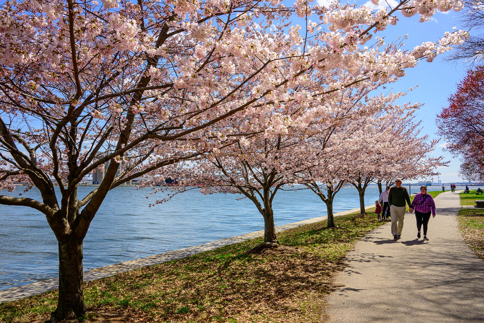 couple walks along trail beside cherry blossoms
