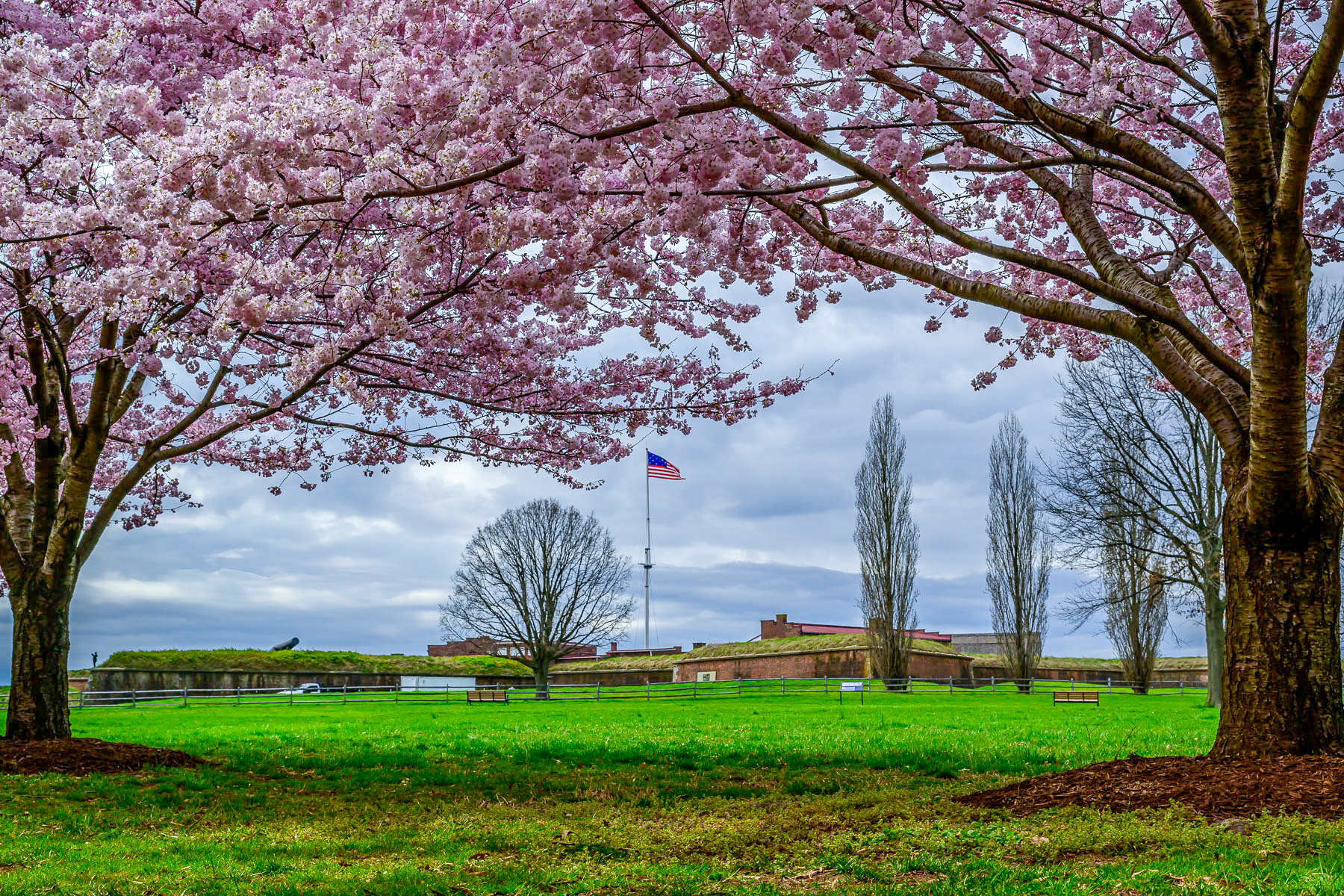 Fort McHenry in the distance framed by blossoming cherry trees. Fort McHenry in the distance framed by blossoming cherry trees.