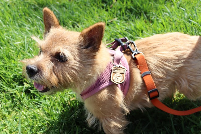 Bark Ranger at Fort McHenry