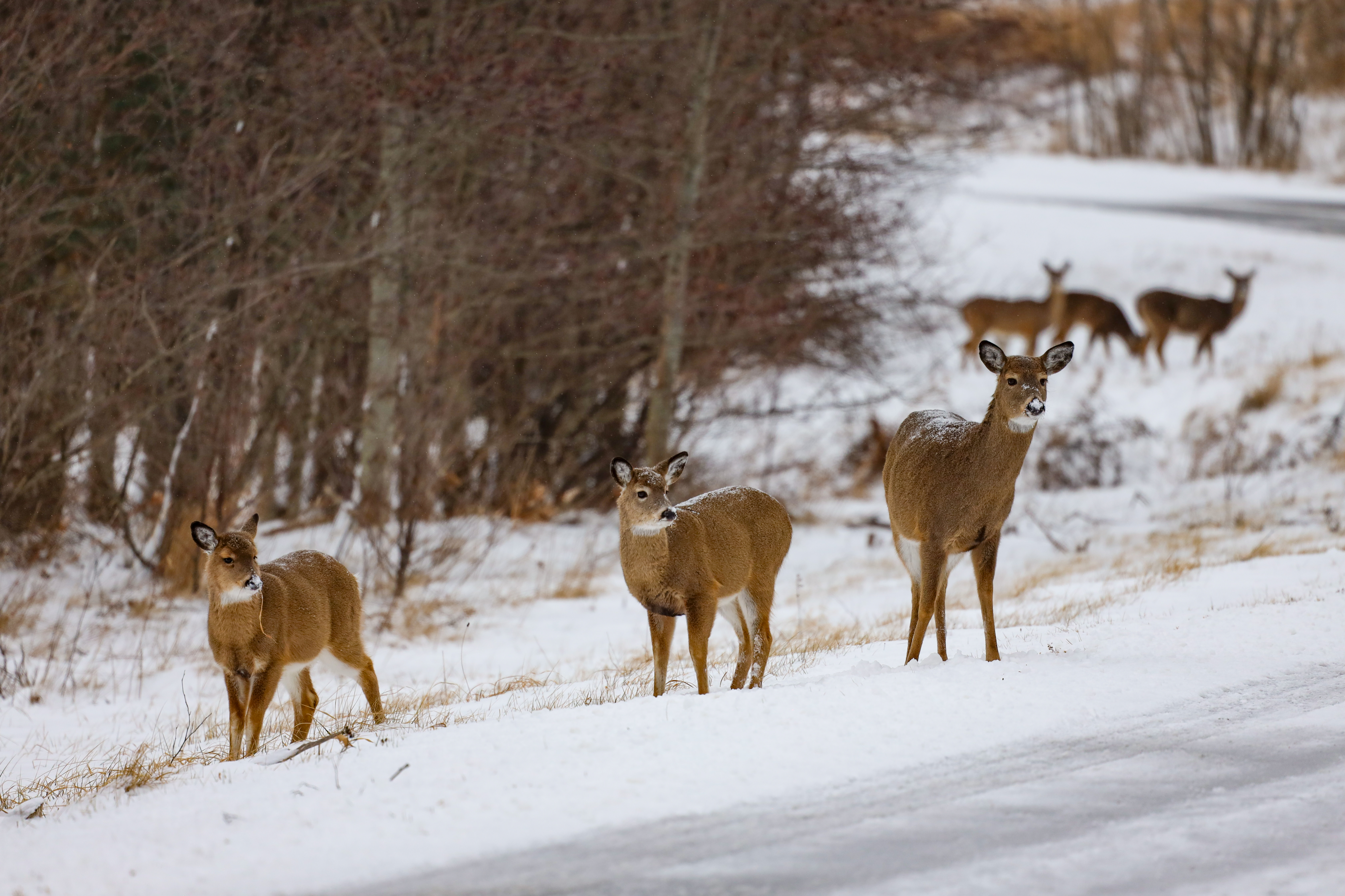 White tailed deer on a road covered with snow. There are trees along the road.