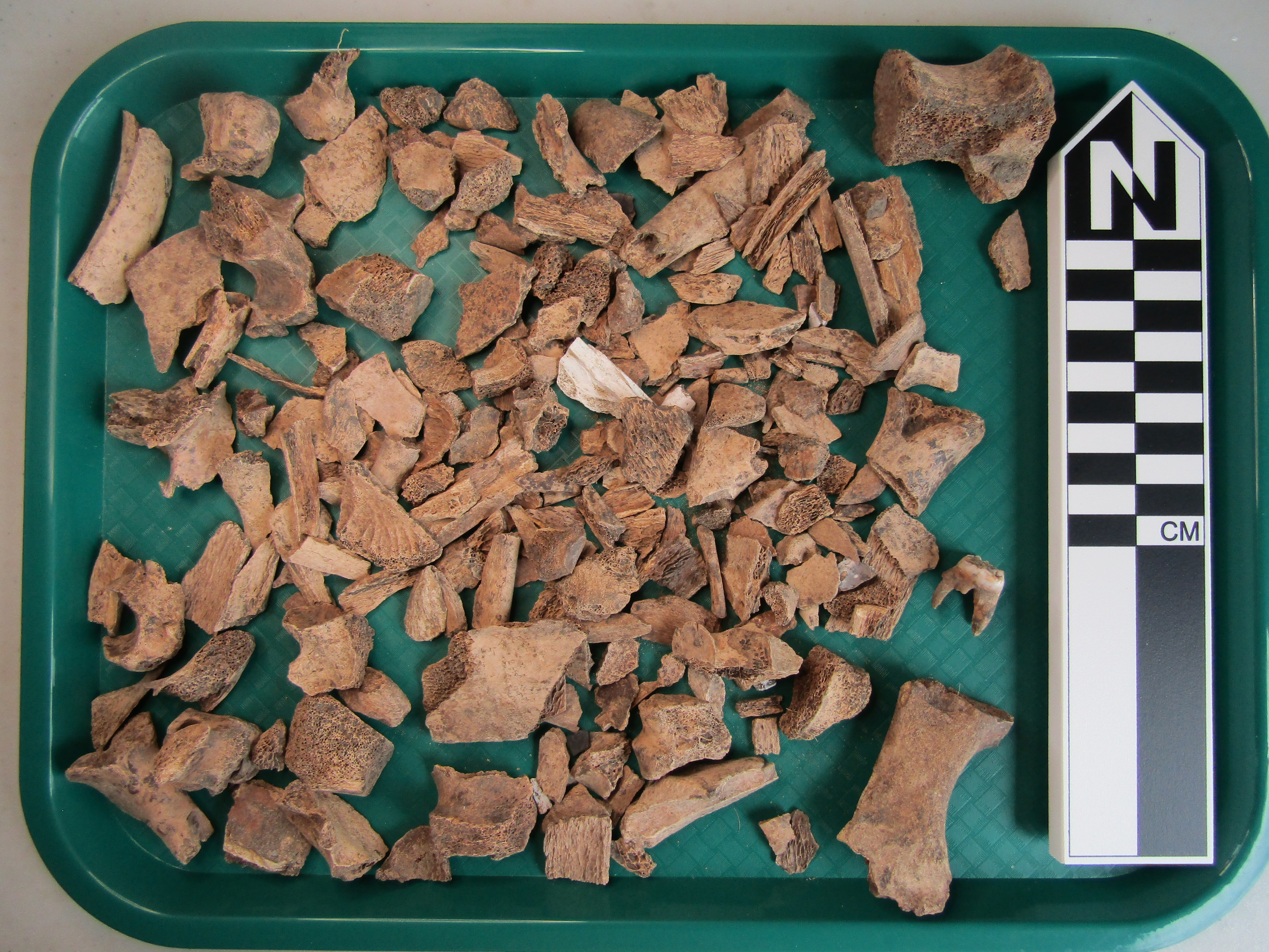 Green tray with dozens of small fragments of animal bone.
