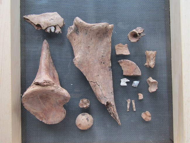 varying sizes of animal bones in a wire rack for drying