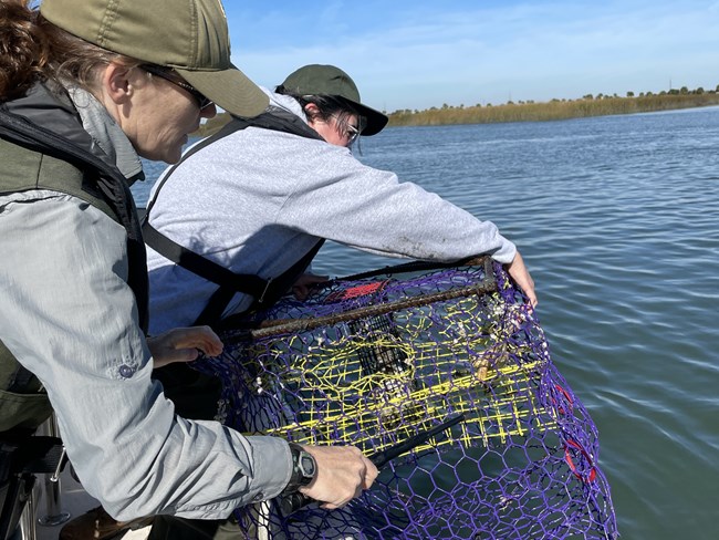 Two park rangers hoist a crab trap from a river into a boat.