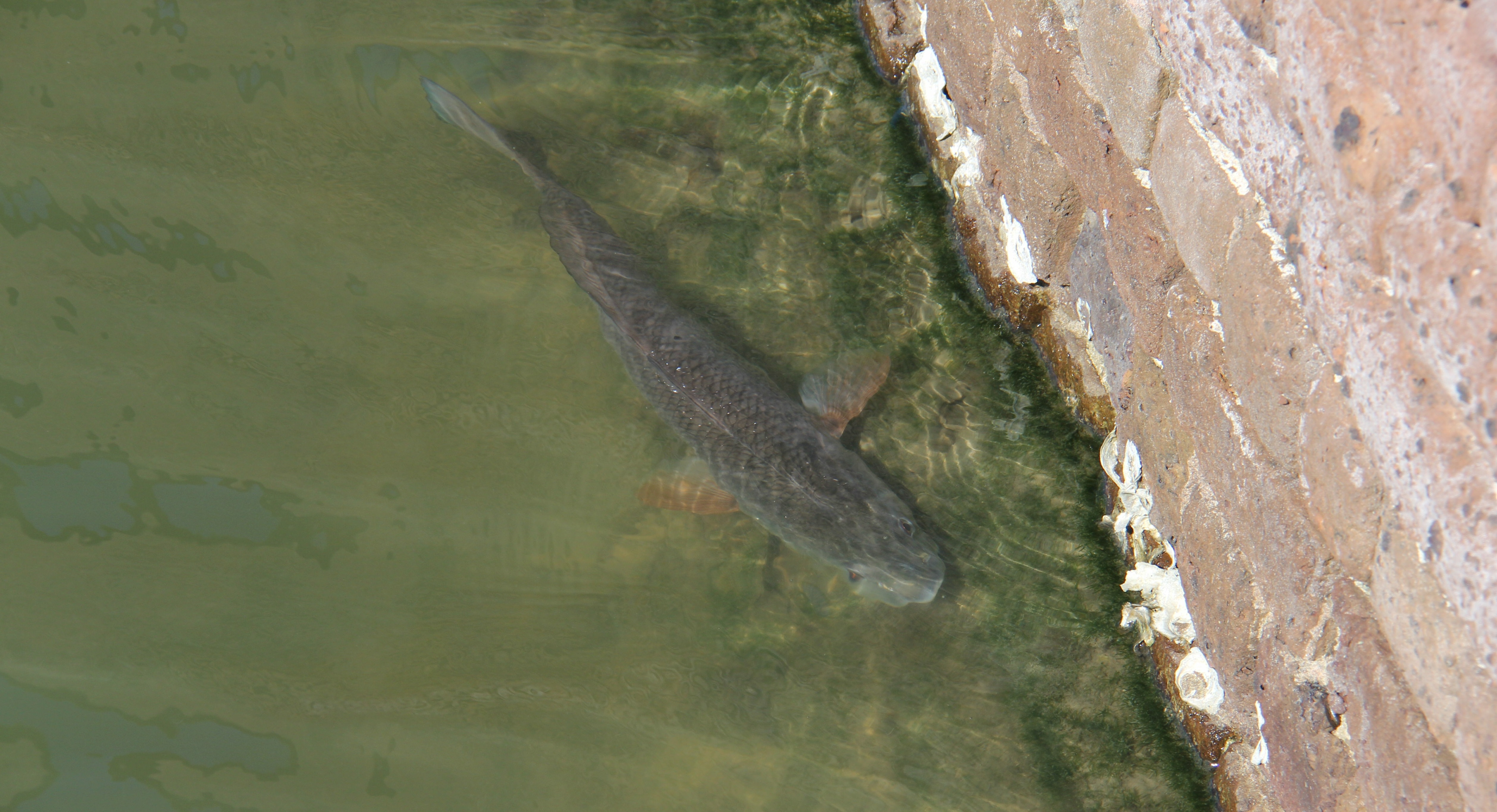 Fish Fort Pulaski National Monument U S National Park Service