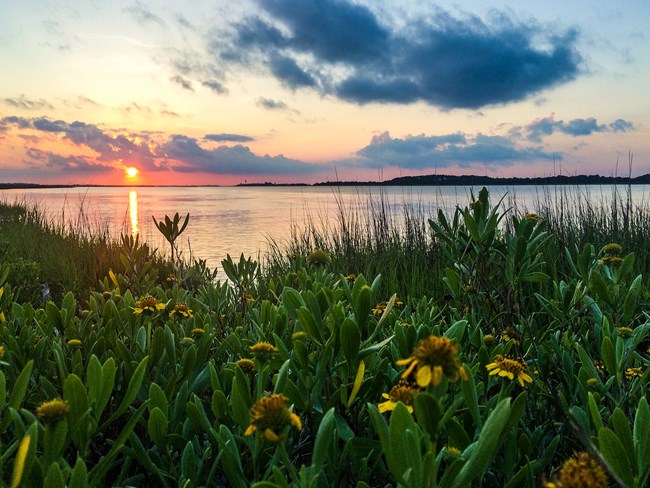 Sea Ox-Eye on the Shore of Fort Pulaski at Sunset