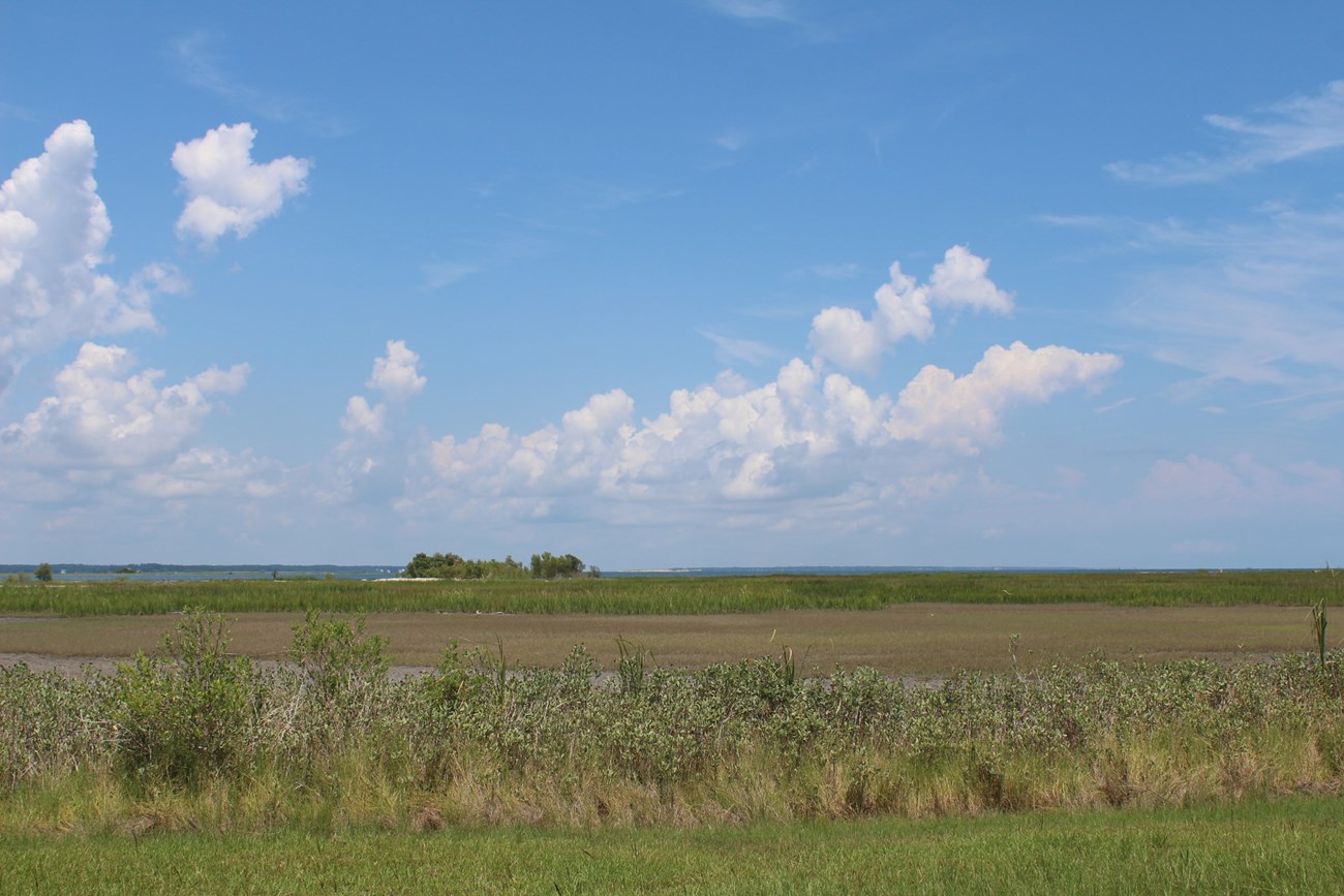 FOPU salt marshes