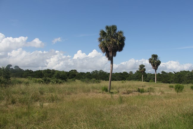 Sparse palm trees in a scrubland with forest in the background.