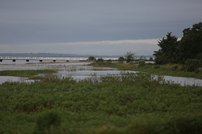 King tide waters flood the green, grassy marshland on a cloudy day with a bridge spanning the river in the background.