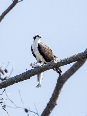 Hawk sits on a tree branch holding a fish as its latest prey