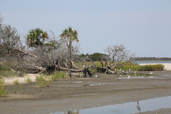 Birds along the shore with forest in the background