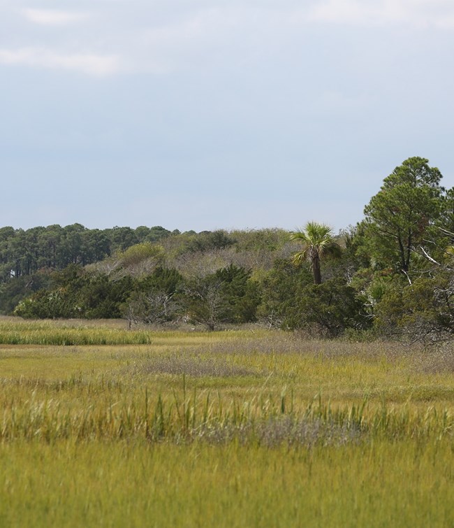 FOPU salt marsh and maritime forest