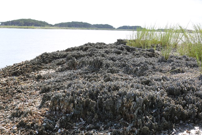 Thousands of oyster shells make up a bed on the brown, mucky, grassy mudflat which borders the Savannah River on a bright day.