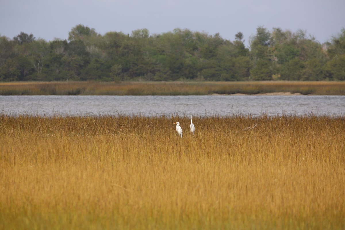 Two white shorebirds in the grasses of the salt marsh along the Savannah River, with more marshes and maritime forest in the background on the other side of the river.