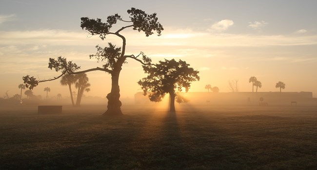 Trees outside of the fort with sunlight shining through them