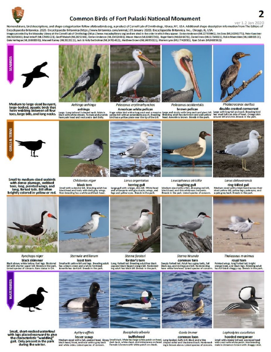 FOPU Bird ID Guide Page 2 - Seabirds, Gulls & Terns, and Waterbirds