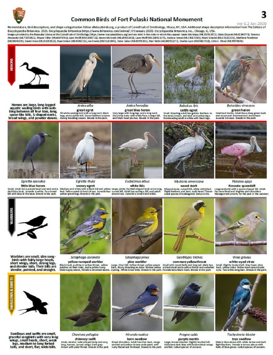 FOPU Bird ID Guide Page 3 - Herons, Warblers, and Swallows & Swifts