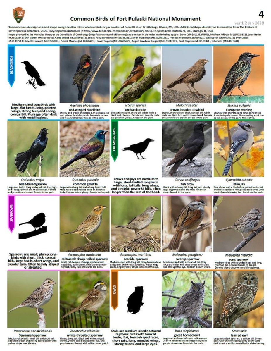 FOPU Bird ID Guide Page 4 - Blackbirds, Crows & Jays, Sparrows, and Owls