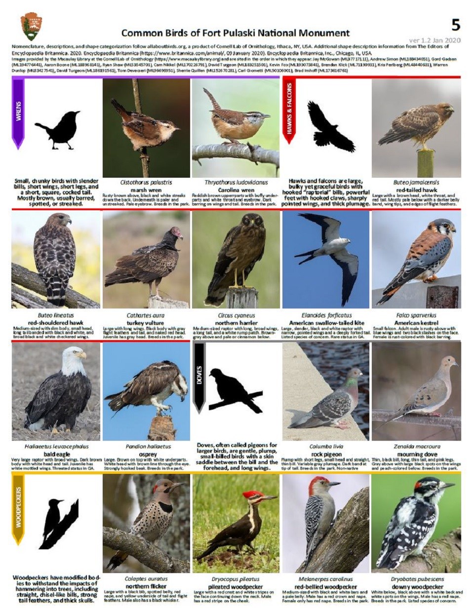 FOPU Bird ID Guide Page 5 - Wrens, Hawks & Falcons, Doves, and Woodpeckers