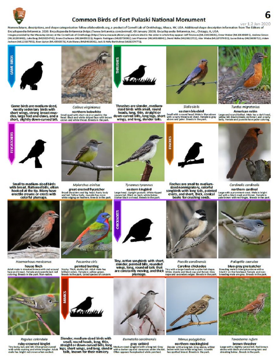 10 Most Common Birds Found in Savannah, GA