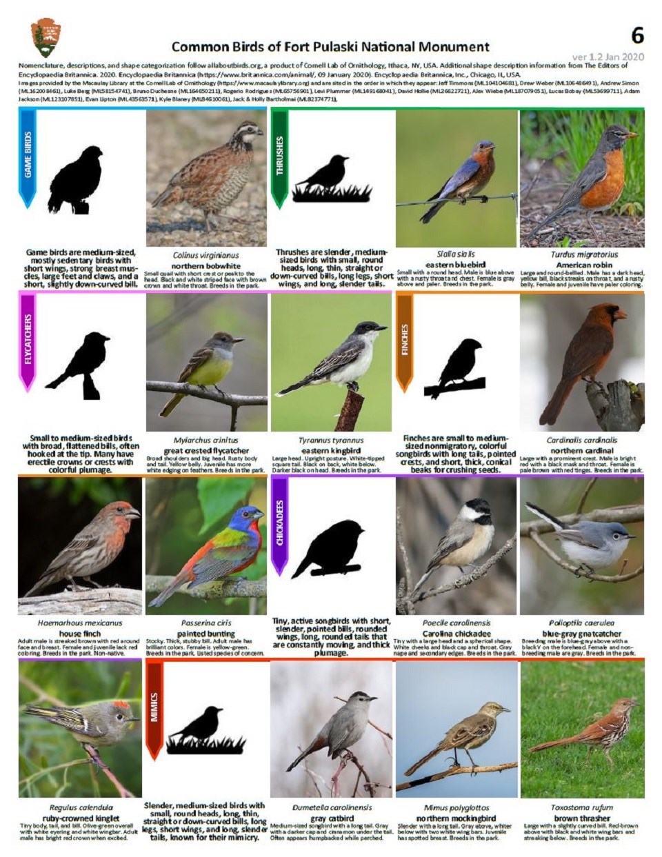 FOPU Bird ID Guide Page 6 - Game Birds, Thrushes, Flycatchers, Finches, Chickadees, and Mimics