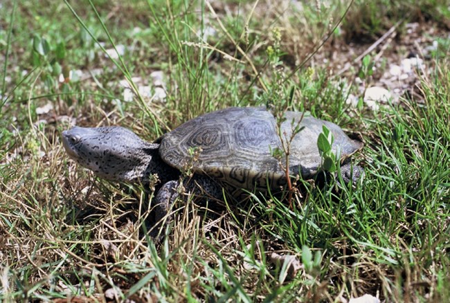Diamondback Terrapin (a turtle) in the grass.
