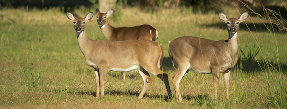 Mammals - Fort Pulaski National Monument (U.S. National Park Service)