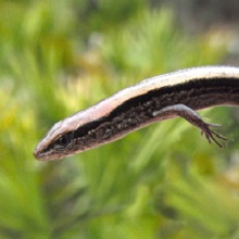 NPGallery - Ground skink at Gulf Islands National Seashore