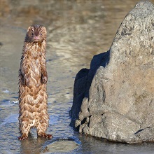 NPGallery - American mink, Lake Clark National Park & Preserve