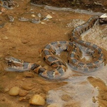 NPGallery - Banded water snake (Nerodia fasciata), Little River Canyon National Preserve, 2015