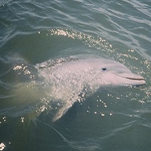 NPGallery - Bottlenose Dolphin in Savannah River