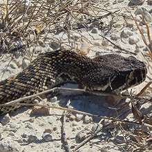 NPGallery - Eastern diamondback (Crotalus adamanteus), Big Cypress National Preserve, 2014