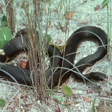 NPGallery - Eastern racer, Cape Lookout National Seashore