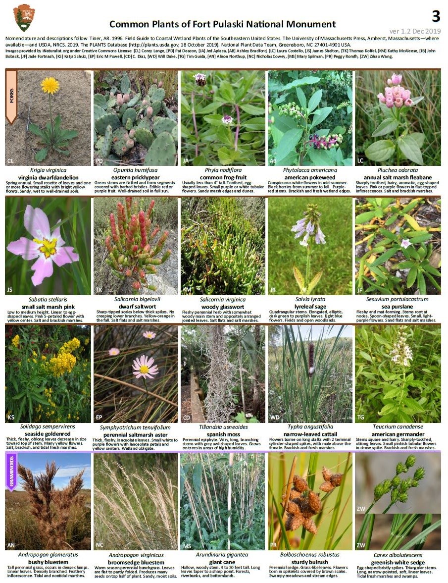 FOPU Plant ID Guide Page 3 - Forbs and Graminoids