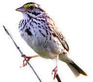 Savannah Sparrow Savannah Sparrow