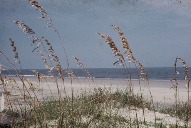 FOPU Photo - Sea Oats on a Dune on Cockspur Island