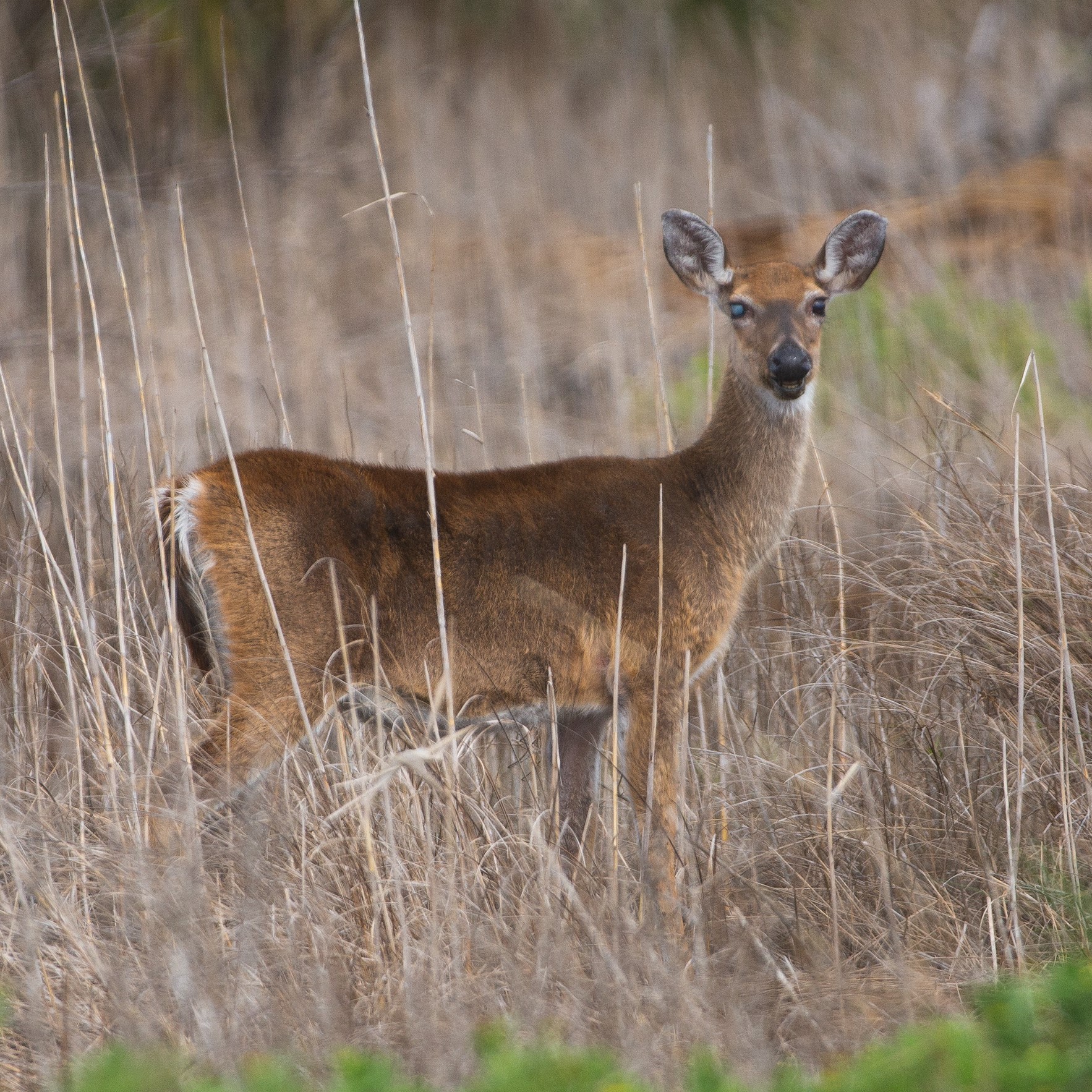 A white-tailed deer standing in a field of long grass.