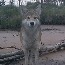 Coyote looking towards the trail cam. 