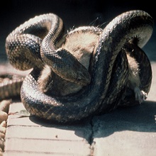 Yellow Rat Snake with prey