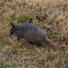 FOPU Photo - Armadillo