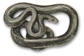 Black Rat Snake Black Rat Snake